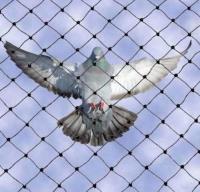 Pigeon Control Service Perth image 2